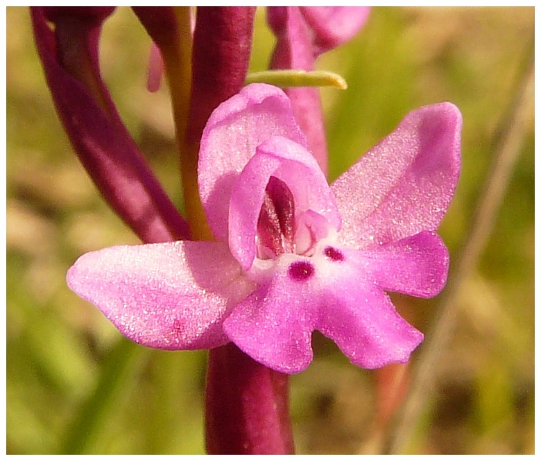 Orchis quadripunctata